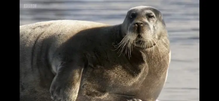 Eastern bearded seal (Erignathus barbatus barbatu) as shown in Frozen Planet - Summer